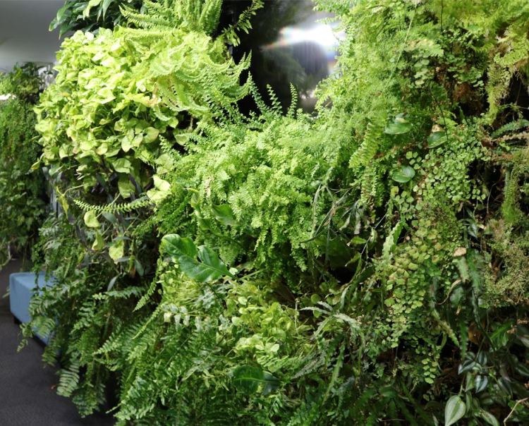 Photo of the a variety of different ferns and other rain forest plants on the green garden wall at Melbourne Girls' College
